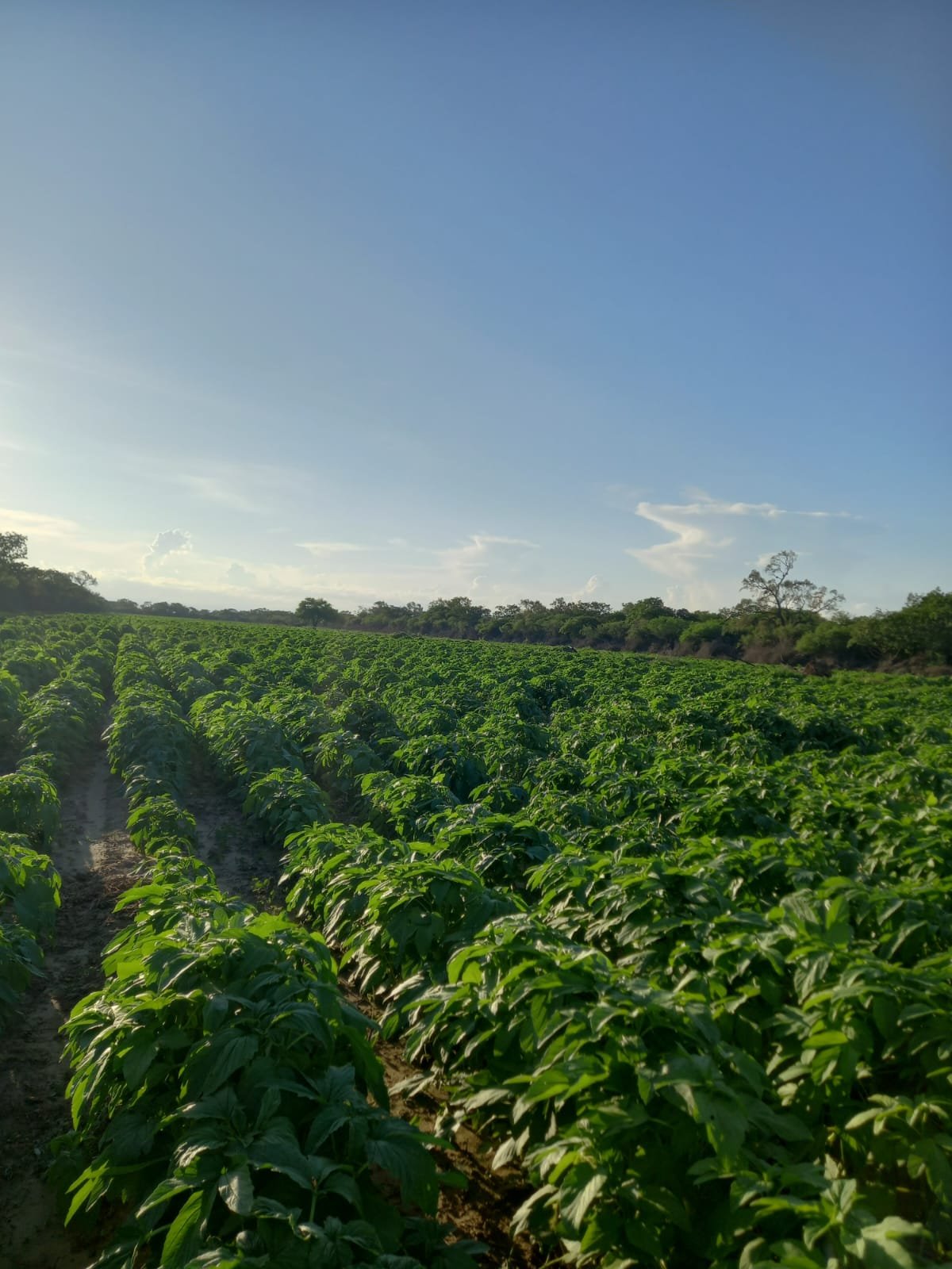 Campo agrícola en el Chaco boliviano